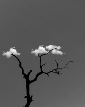 Black and White Tree Under White Clouds