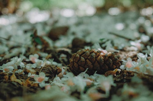 Foto d'estoc gratuïta de bosc, caigut, con