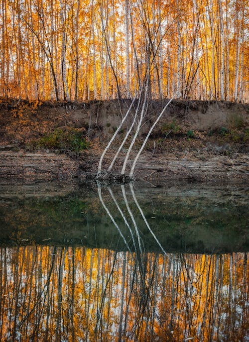 Kostenloses Stock Foto zu bäume, reflektierung, ruhigen gewässern