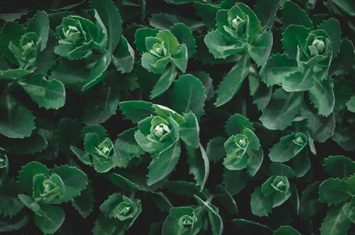 Free Close-up of vibrant green succulent plants showcasing natural growth and foliage. Stock Photo