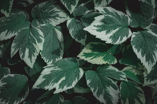 나뭇잎, 녹색, 머리 위로의 무료 스톡 사진