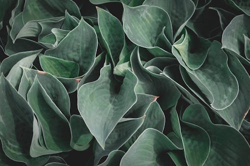 Green Leaves in Close-up Photography