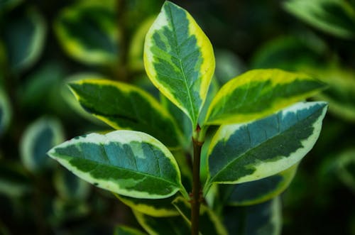 Free stock photo of green leaves Stock Photo