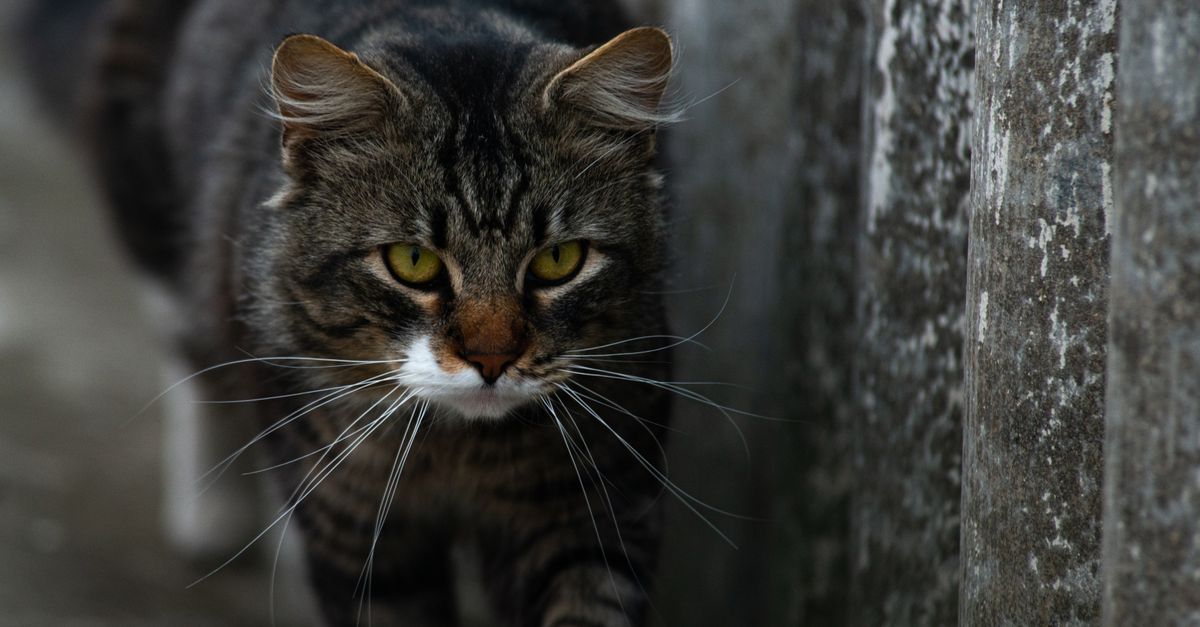 Cat stalking prey with intense focus, showing problem-solving behavior