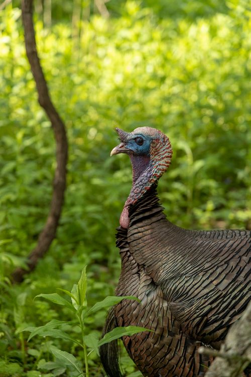 Free Close-up of a wild turkey in the forest, showcasing vibrant plumage and natural habitat. Stock Photo