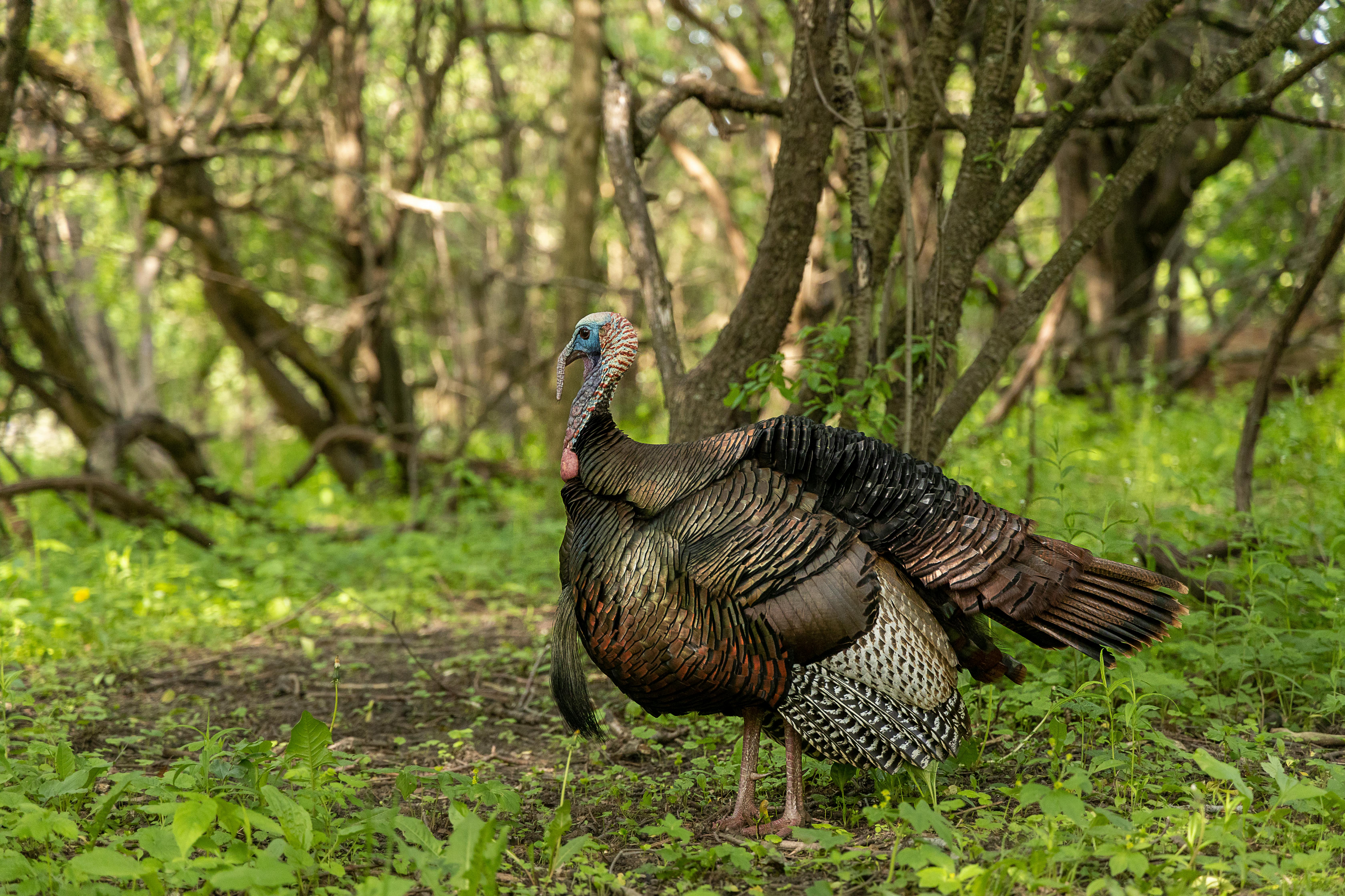 A majestic wild turkey stands amidst a tranquil forest, showcasing its vibrant plumage in natural light.