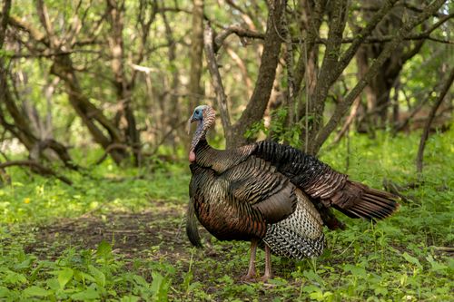 Free A majestic wild turkey stands amidst a tranquil forest, showcasing its vibrant plumage in natural light. Stock Photo