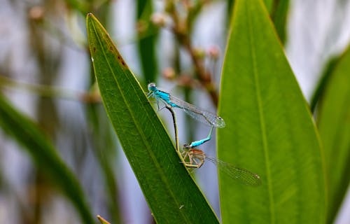 Dragonflies Mating on Leaf