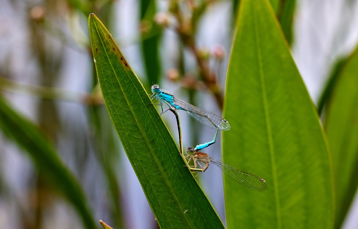 Dragonflies Mating on Leaf