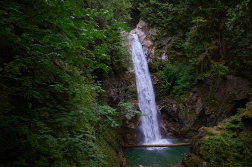 Free stock photo of british columbia, canada, forest