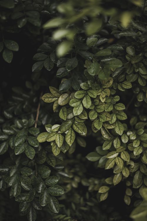 Free Close-up of dense, dark green foliage showcasing fresh and lush leaves. Stock Photo