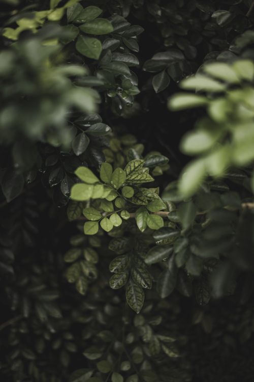 Free A detailed close-up of lush dark green foliage showcasing natural beauty and texture. Stock Photo