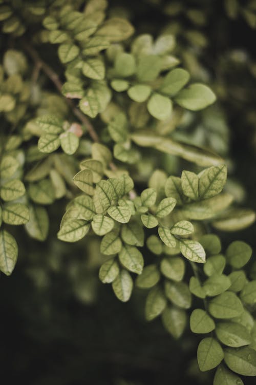 Green Leaves in Close-up Photography