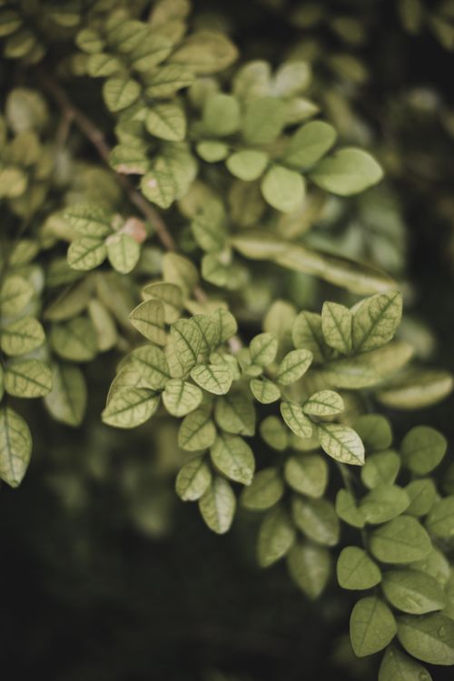 Free Close-up of vibrant green leaves, showcasing lush growth and natural freshness. Stock Photo