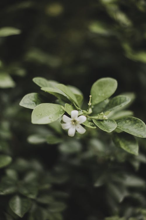 Gratis lagerfoto af blomst, høj vinkel visning, lodret skud