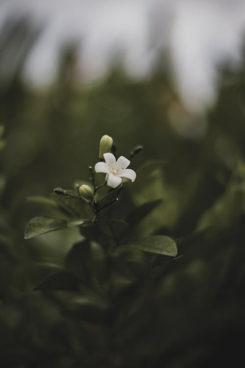 Gratis lagerfoto af blødt fokus, blomst, blomstrende