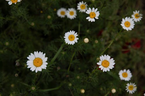 Close-up Photo of Chamomile Flowers 