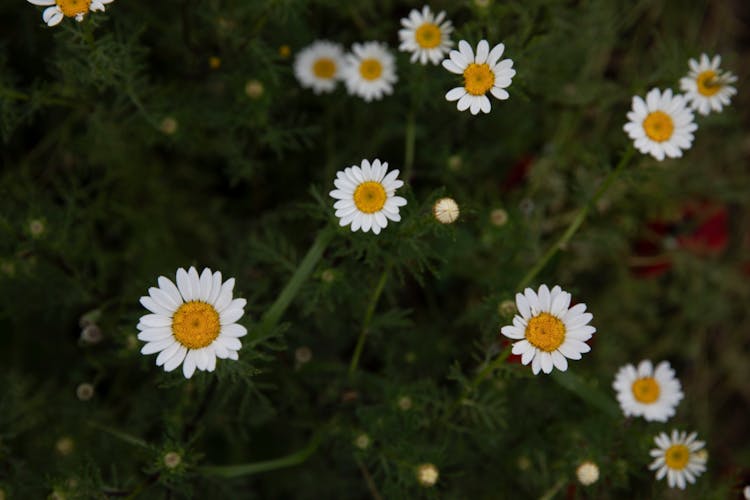 Close-up Photo Of Chamomile Flowers 