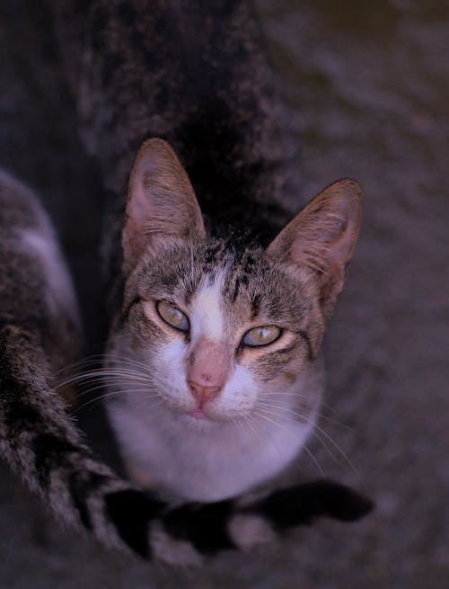 Free Brown Tabby Cat on Gray Floor Stock Photo