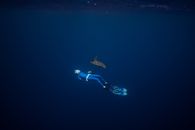 Dived Images