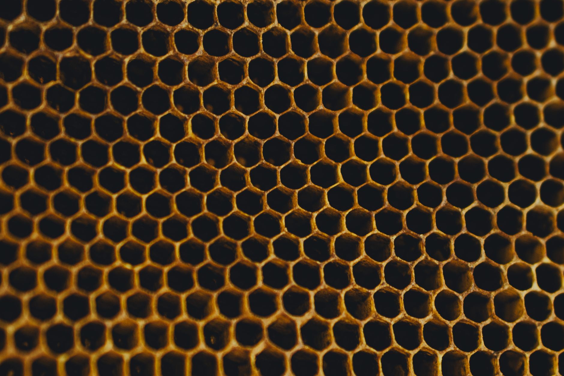 High-resolution close-up of a honeycomb, showcasing its intricate hexagonal pattern.