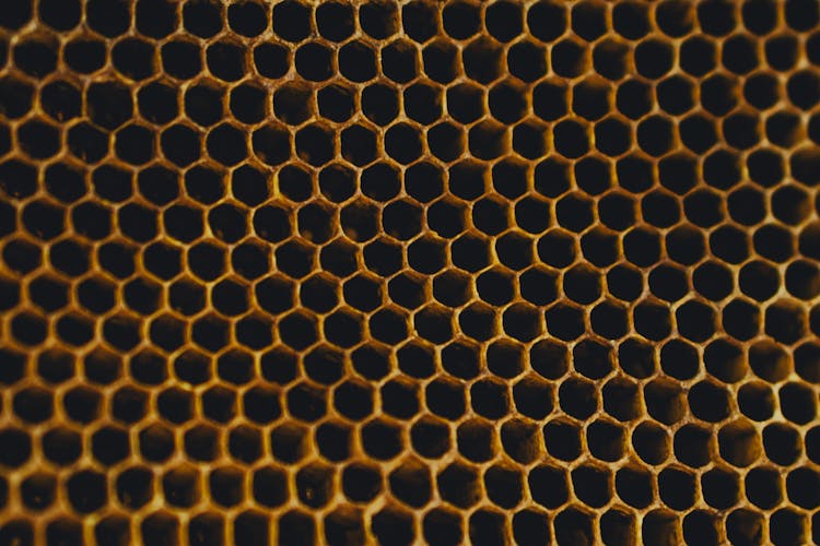 Close-up Photo Of A Honey Frame 