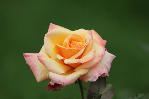 Close-up Photo of Blooming Rose