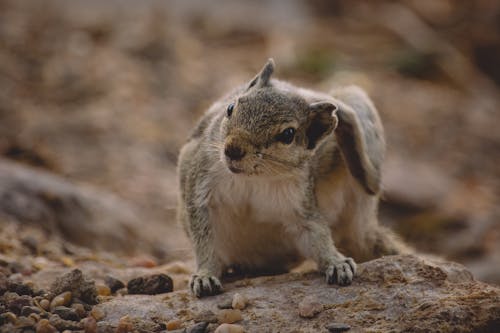 Immagine gratuita di adorabile, avvicinamento, baffi