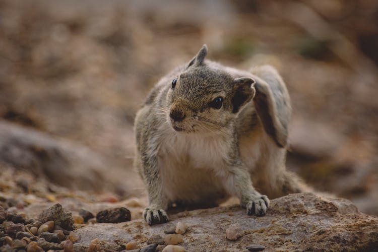 Indian Palm Squirrel