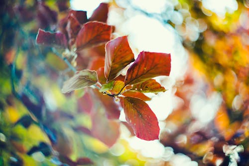 Selective Focus Photograph of Red Plant Leaf