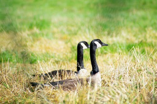 Close Up Photo of Geese on Grass Field