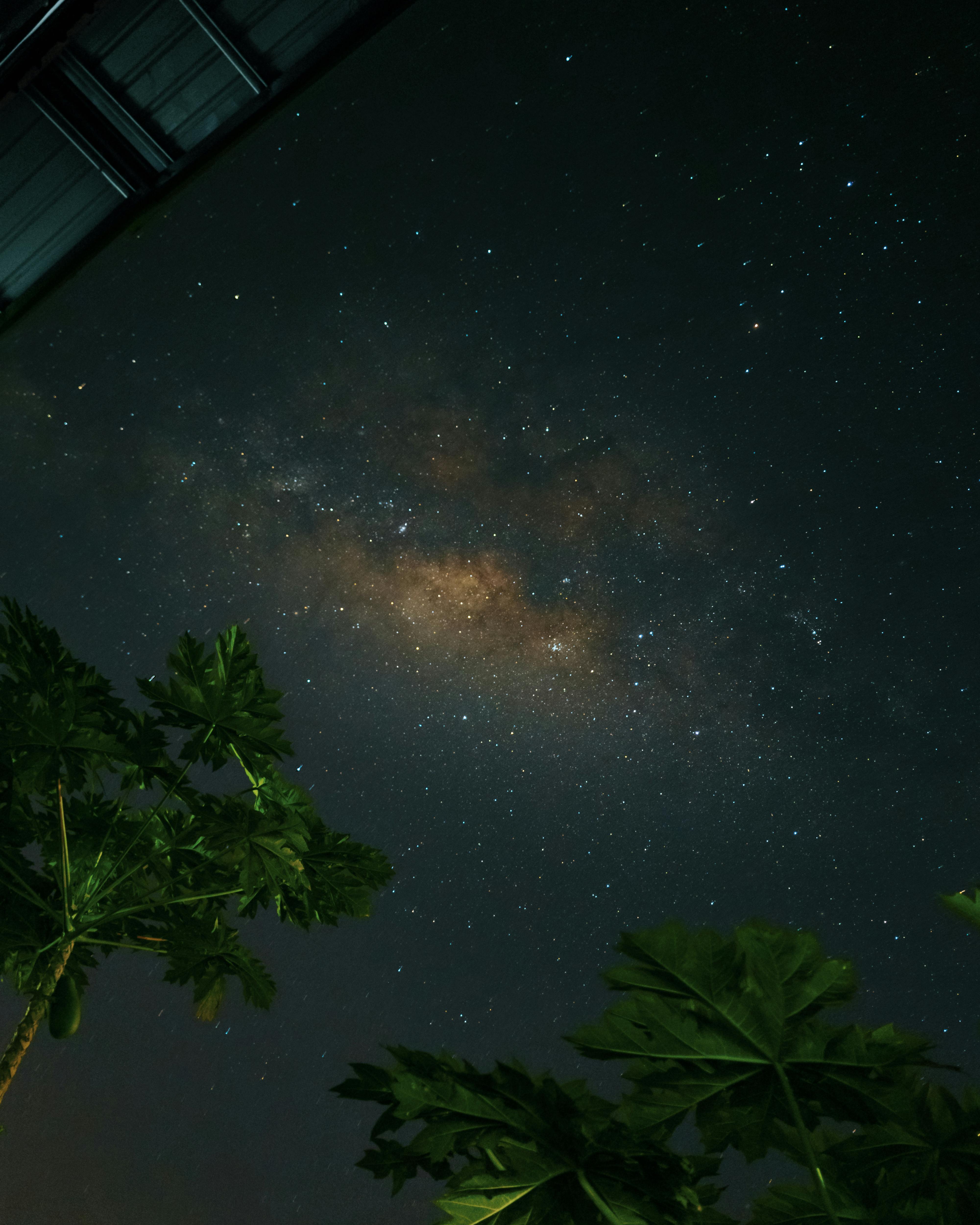 A captivating view of the Milky Way and stars with silhouetted tree leaves under a night sky.