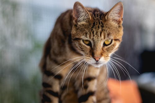 Free Close-up Photo of Brown Tabby Cat Stock Photo