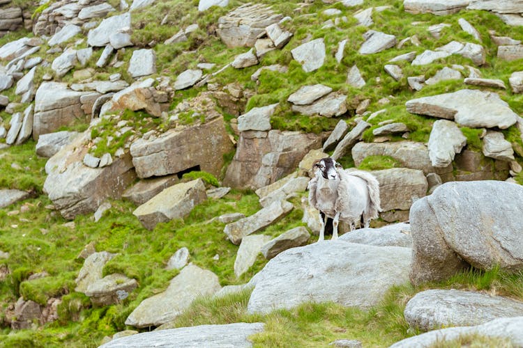 A White Ram On A Rocky Mountain