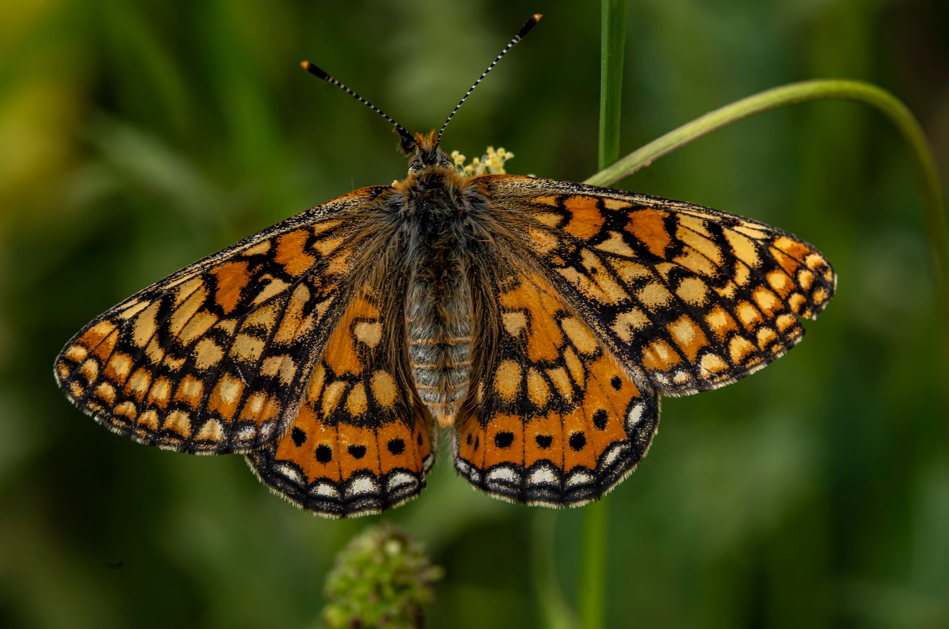 Beautiful close-up of a marsh fritillary butterfly displaying its vivid pattern and colors.