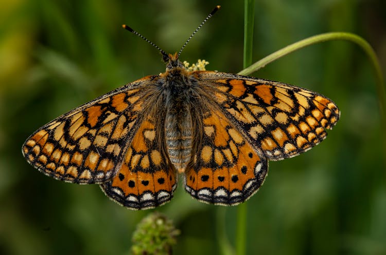 Close-up Of A Marsh Fritillary 