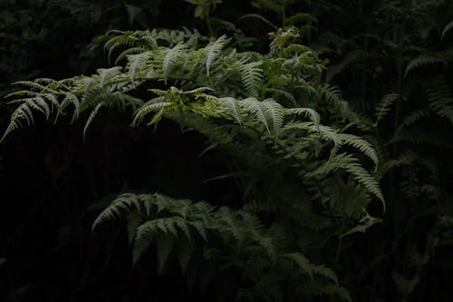 Close-up of Green Fern Plant