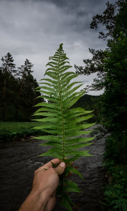 Foto profissional grátis de ecológico, folha de samambaia, folhas de samambaia