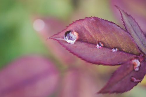 Free Macro shot of dewdrops resting on a purple leaf, showcasing nature's intricate details. Stock Photo