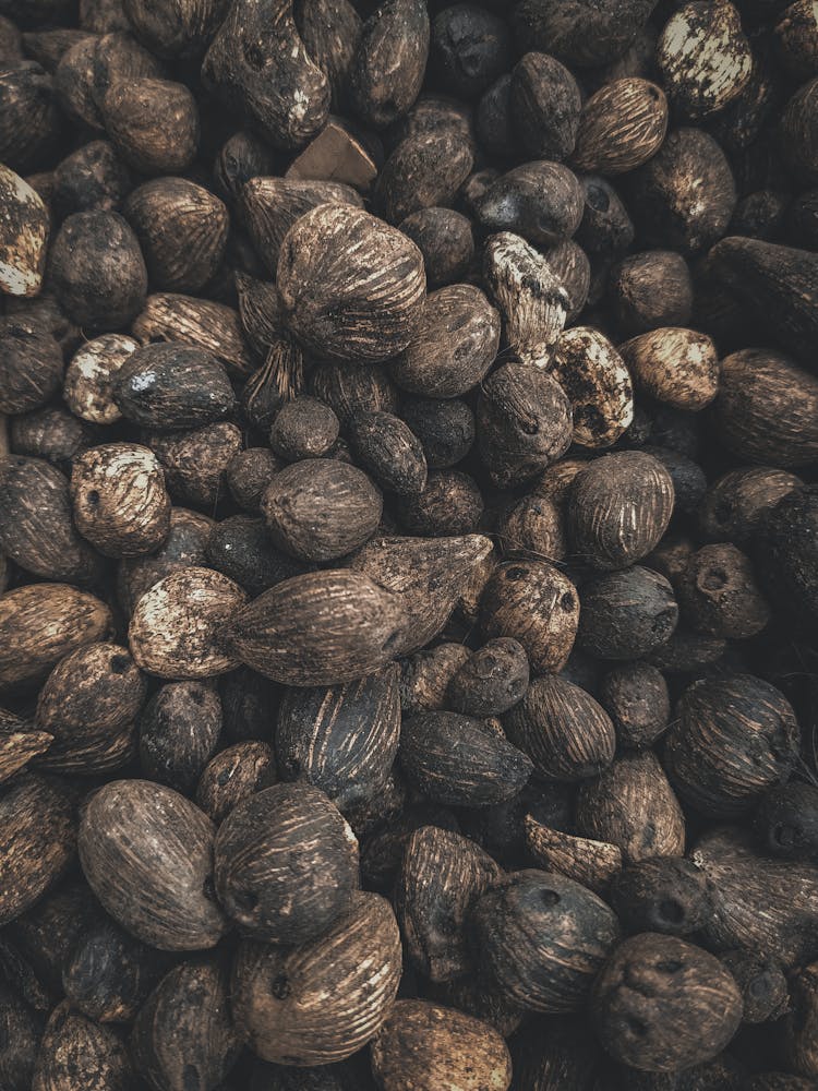 Pile Of Betel Nuts 