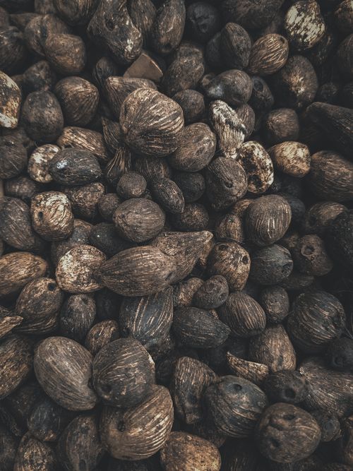 Free High-quality image of a pile of betel nuts showcasing their rough, textured surface and natural colors. Stock Photo