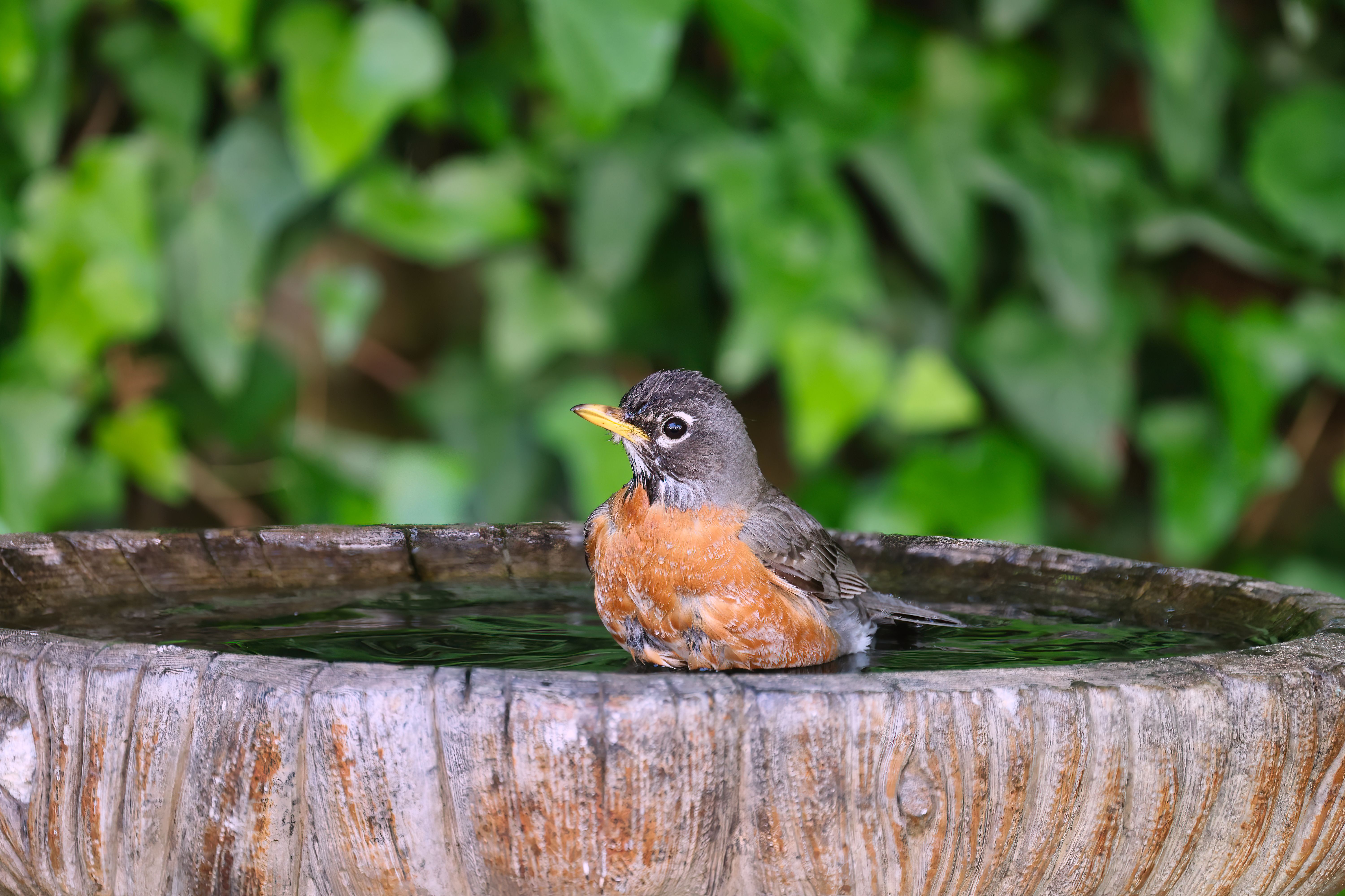 A close-up shot of an American Robin enjoying a bath in a rustic garden bird bath.