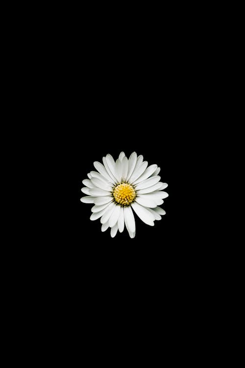 Free stock photo of black background, detail, flower