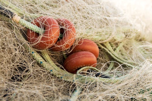 Δωρεάν στοκ φωτογραφιών με δίχτυ ψαρέματος, καλάμι ψαρέματος