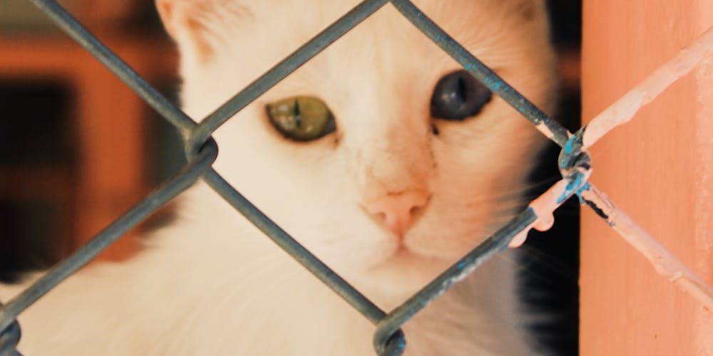 đá gà fb68 - Mở Khóa Vận May Bí Mật Thành Công Không Thể Bỏ Lỡ