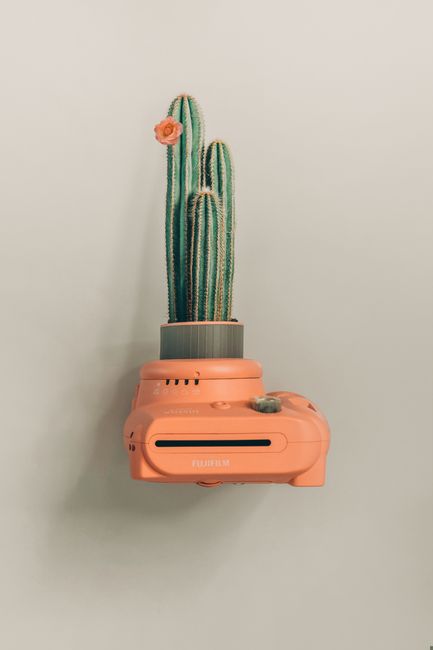 A vibrant cactus with a flower blooms from a vintage-style orange camera planter.