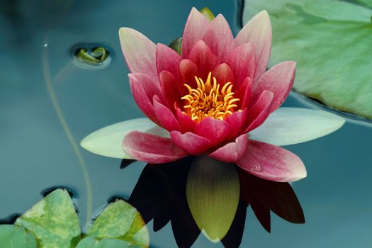 Close-up of a Pink Water Lily Flower
