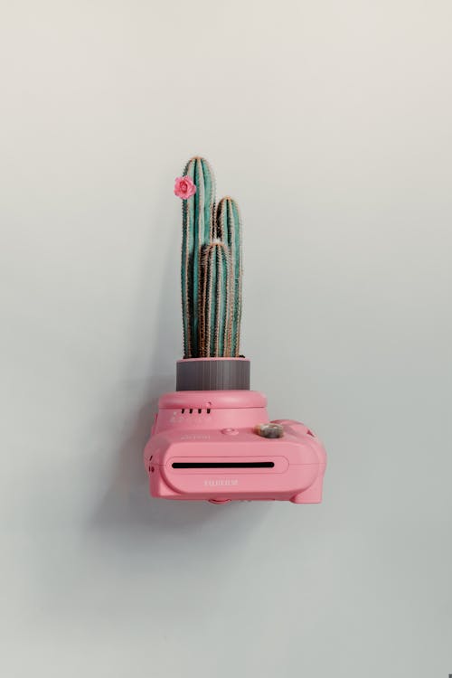Pink Fujifilm Instant Camera Vase With Green Cactus Plant