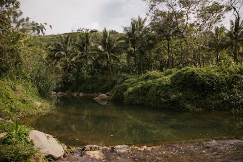 Gratis stockfoto met bomen, h2o, milieu