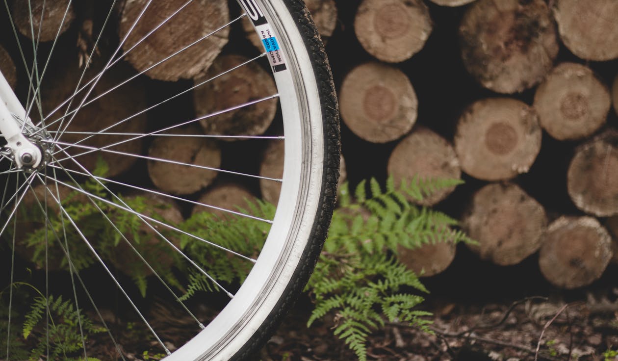 Kostenlos Fahrradreifen In Der Nähe Von Farnpflanze Und Holzstapel Stock-Foto
